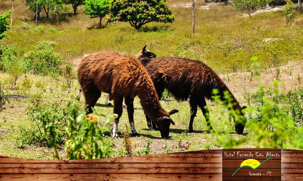 Hotel Fazenda Ceu Aberto Gravatá Kültér fotó